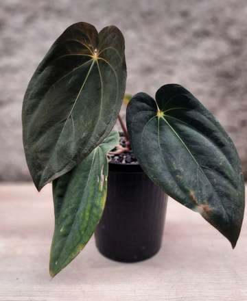 Black Velvet Eastern Panama (BVEP)
