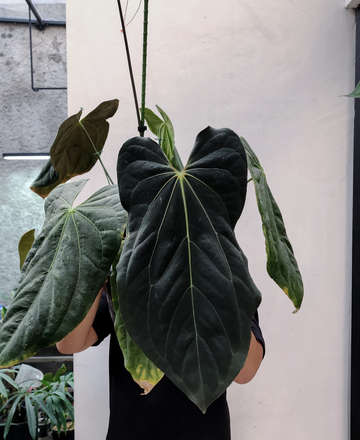 Blue Papillilaminum