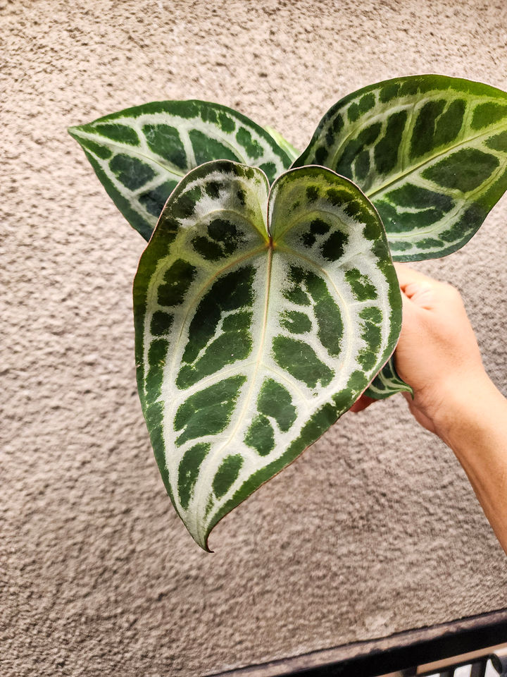 Anthurium Red Tiger x SKG Silver
