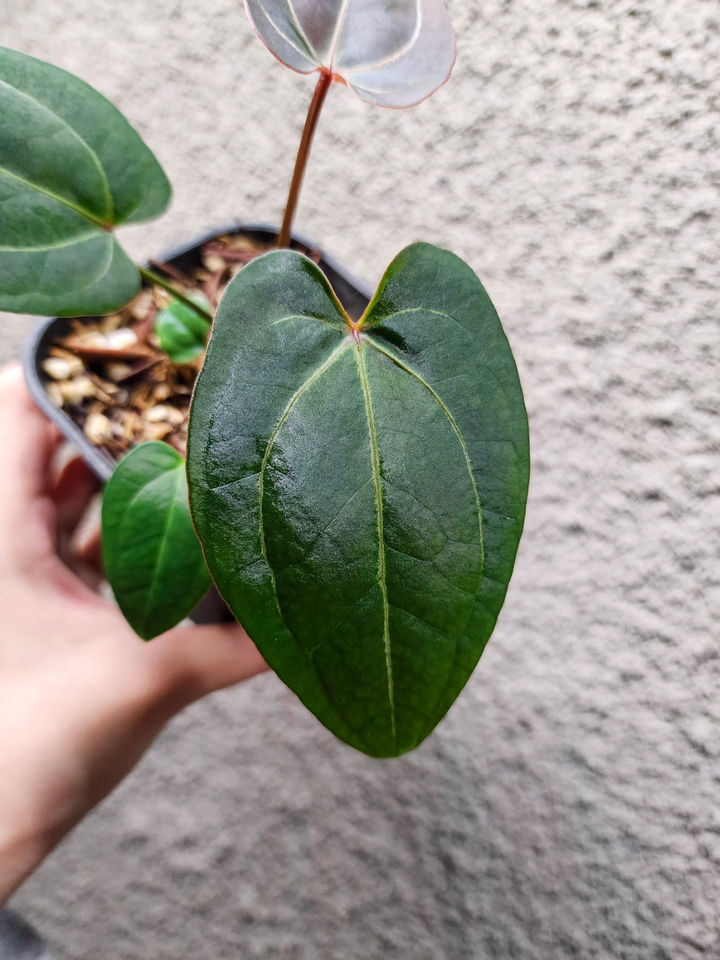 Anthurium Ace of Spades x HURC