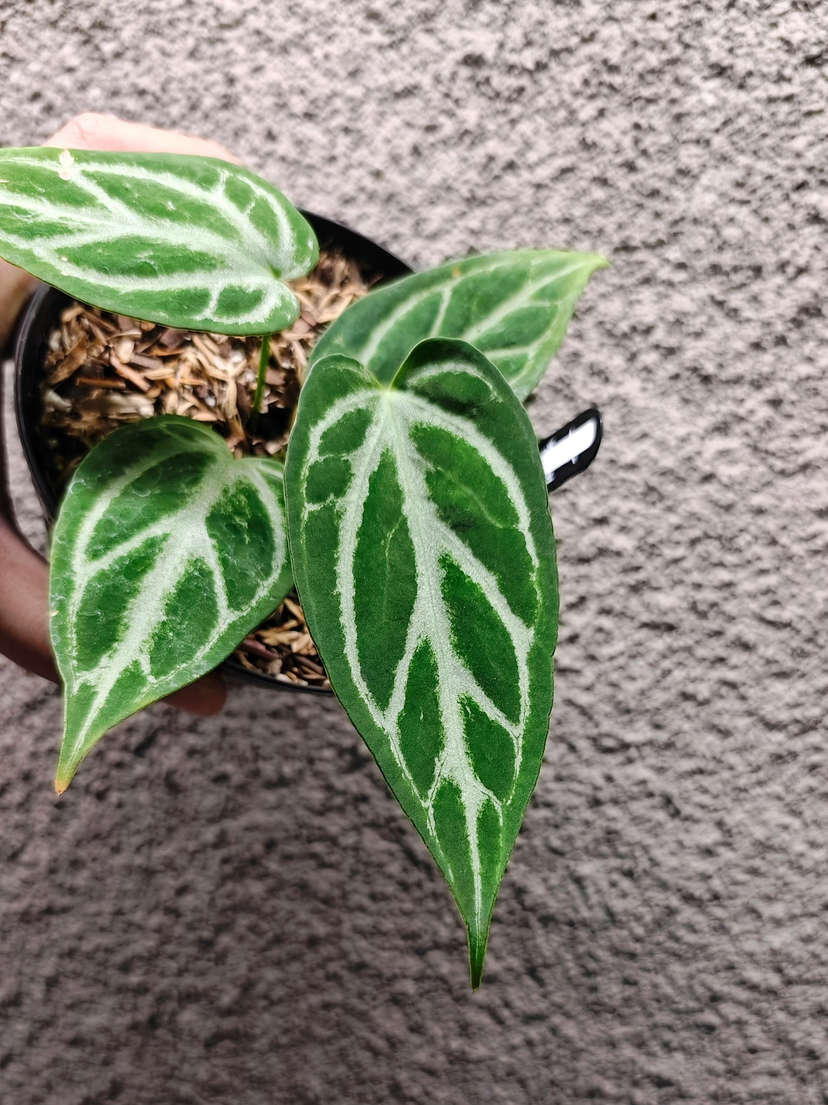 Anthurium Silver Blush Wide Sinus x Self