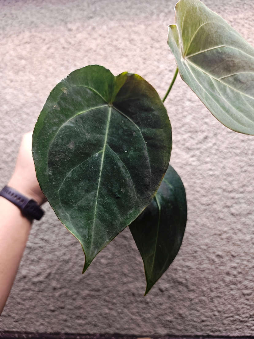 Anthurium Red Spider x Indo Hoffmannii X