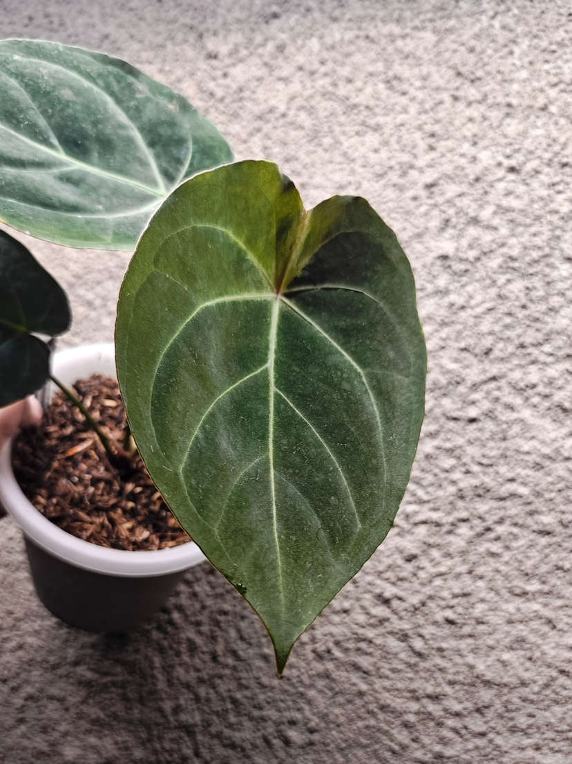 Anthurium Red Spider x Indo Hoffmannii X
