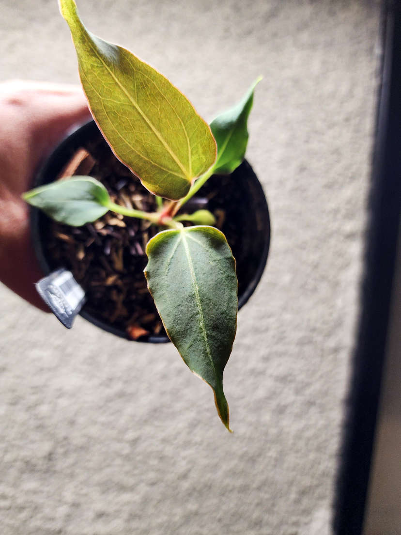 Anthurium Mutated HU/King of Spades Wide Sinus