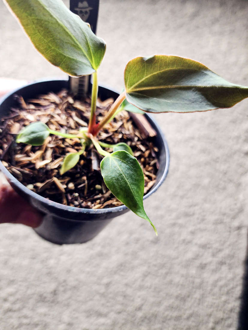 Anthurium Mutated HU/King of Spades Wide Sinus