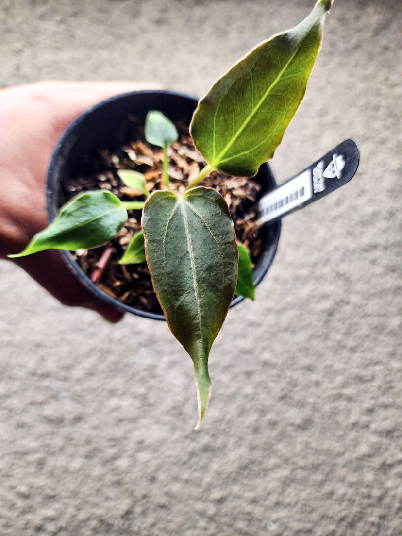Anthurium Mutated HU/King of Spades Wide Sinus