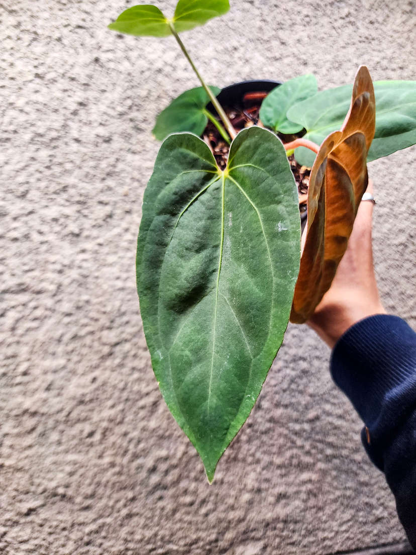 Anthurium RLFS x (Ace of Spades x BVEP)