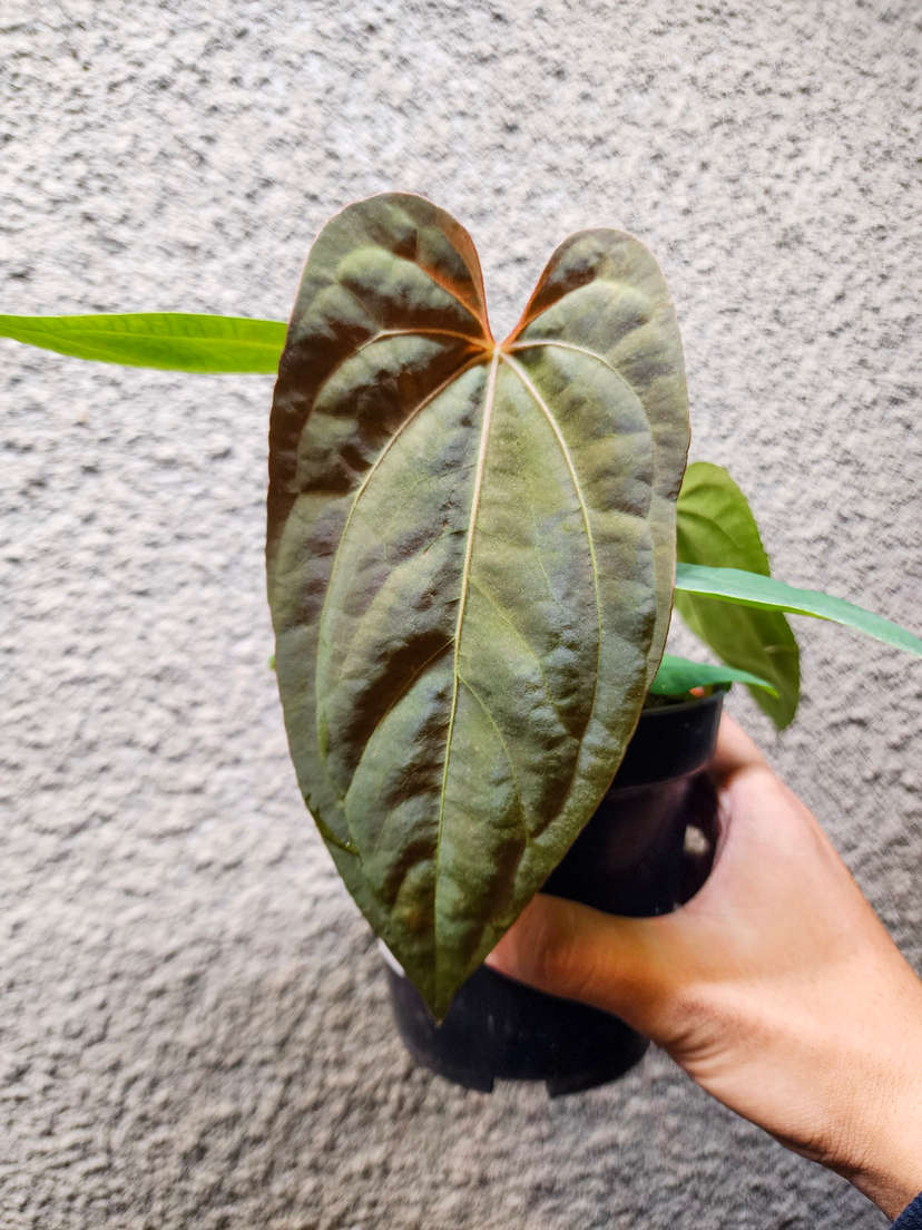 Anthurium RLFS x (Ace of Spades x BVEP)