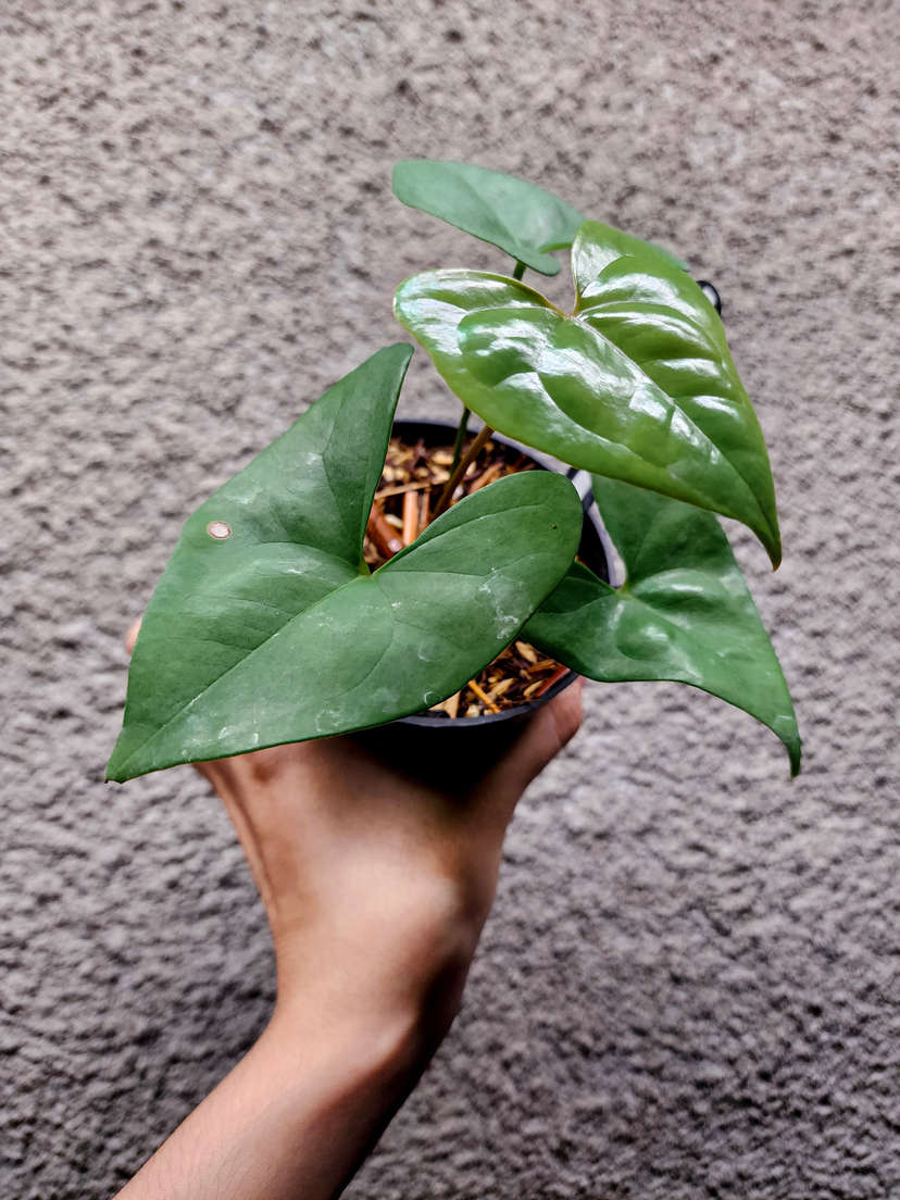Anthurium Diabloense Clone