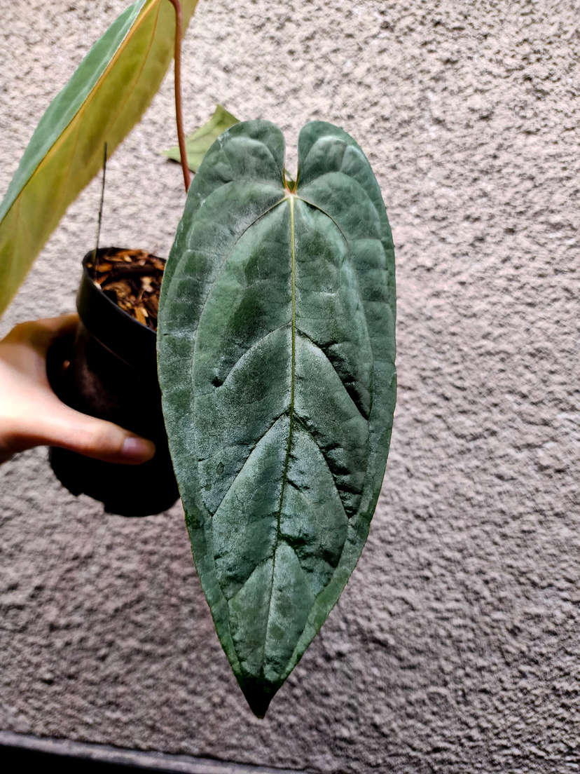 Anthurium Ace of Spades x Red Vein Dark Phoenix