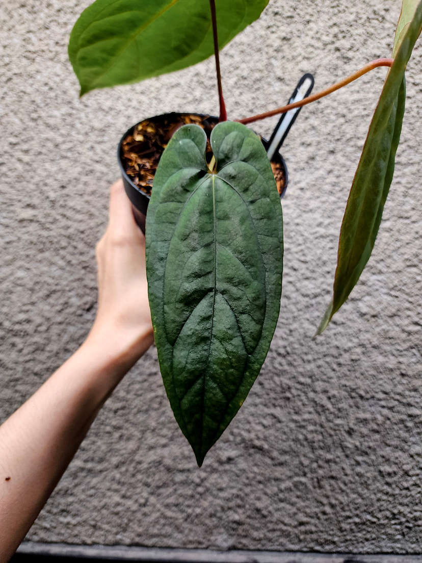 Anthurium Ace of Spades x Red Vein Dark Phoenix