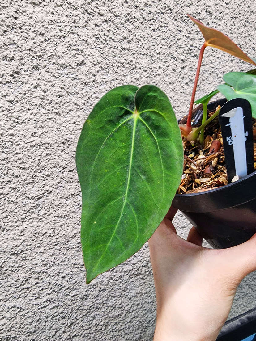 Anthurium Nawasena (Dressleri x Goliath)