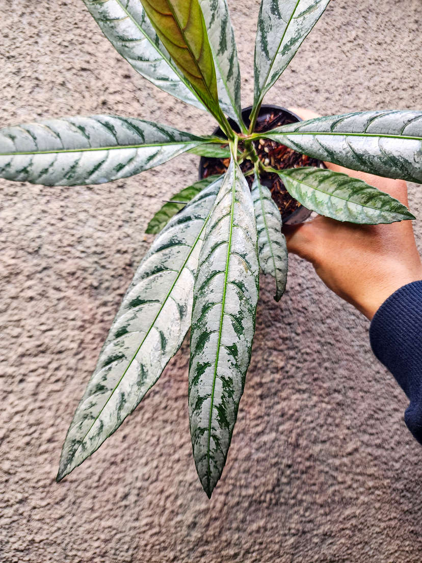 Leea sp. Asmat Silver