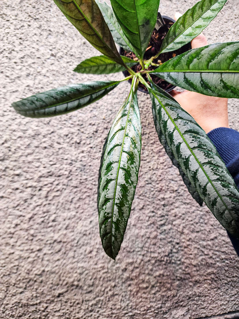 Leea sp. Asmat Silver