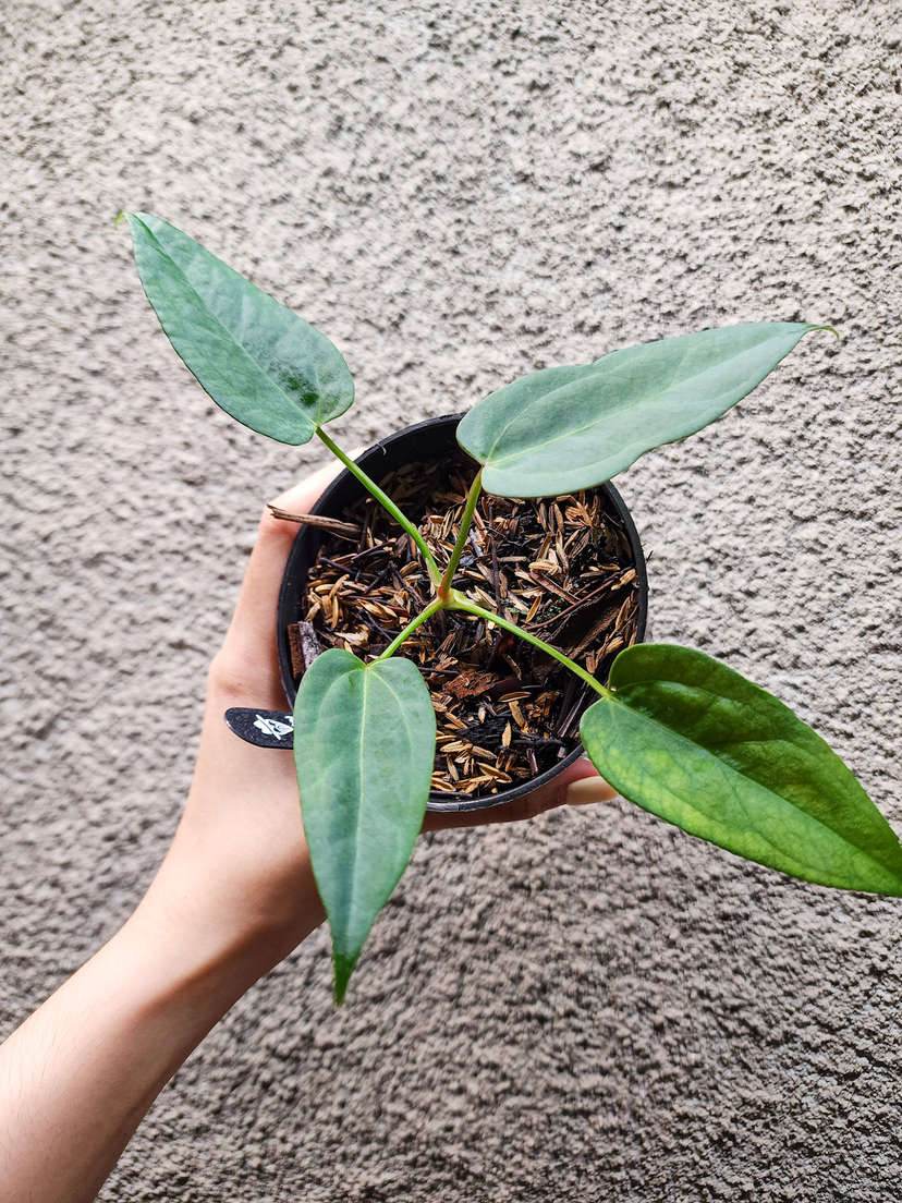 Anthurium Mutated Moodeanum x Red Vein Dark Phoenix