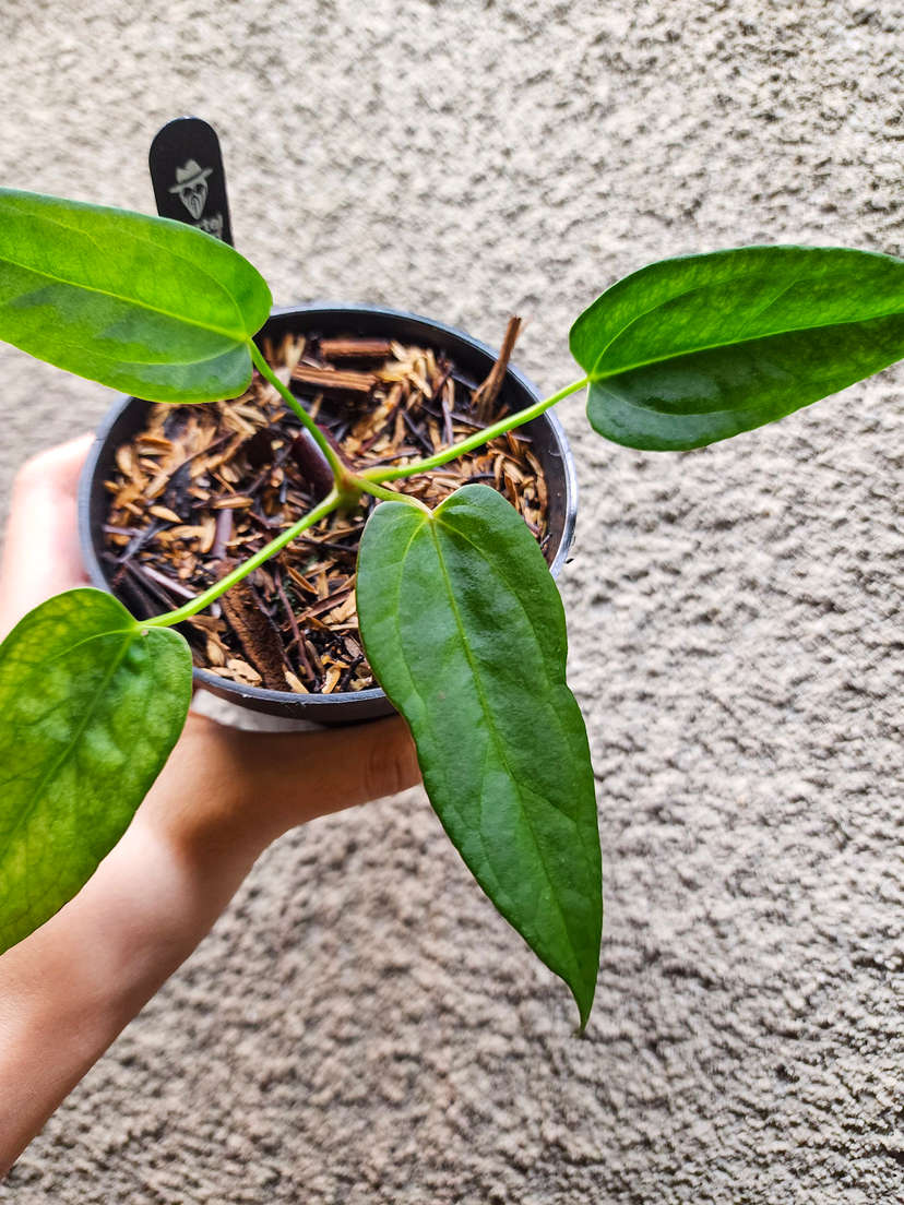 Anthurium Mutated Moodeanum x Red Vein Dark Phoenix
