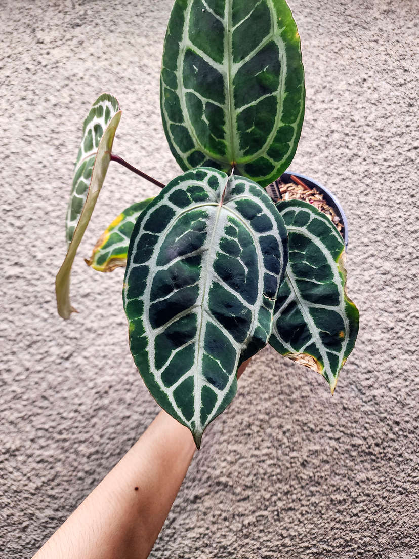 Anthurium Mojang Geulis Closed Sinus (Red Diamond)