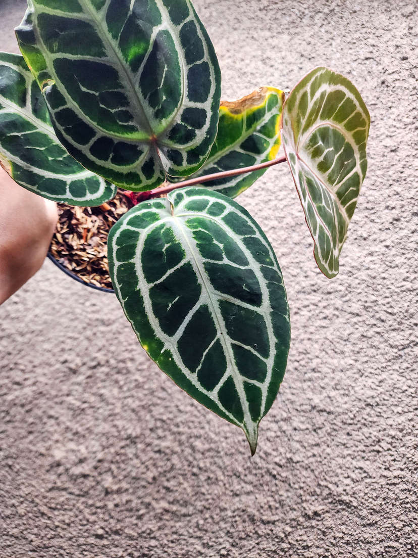 Anthurium Mojang Geulis Closed Sinus (Red Diamond)