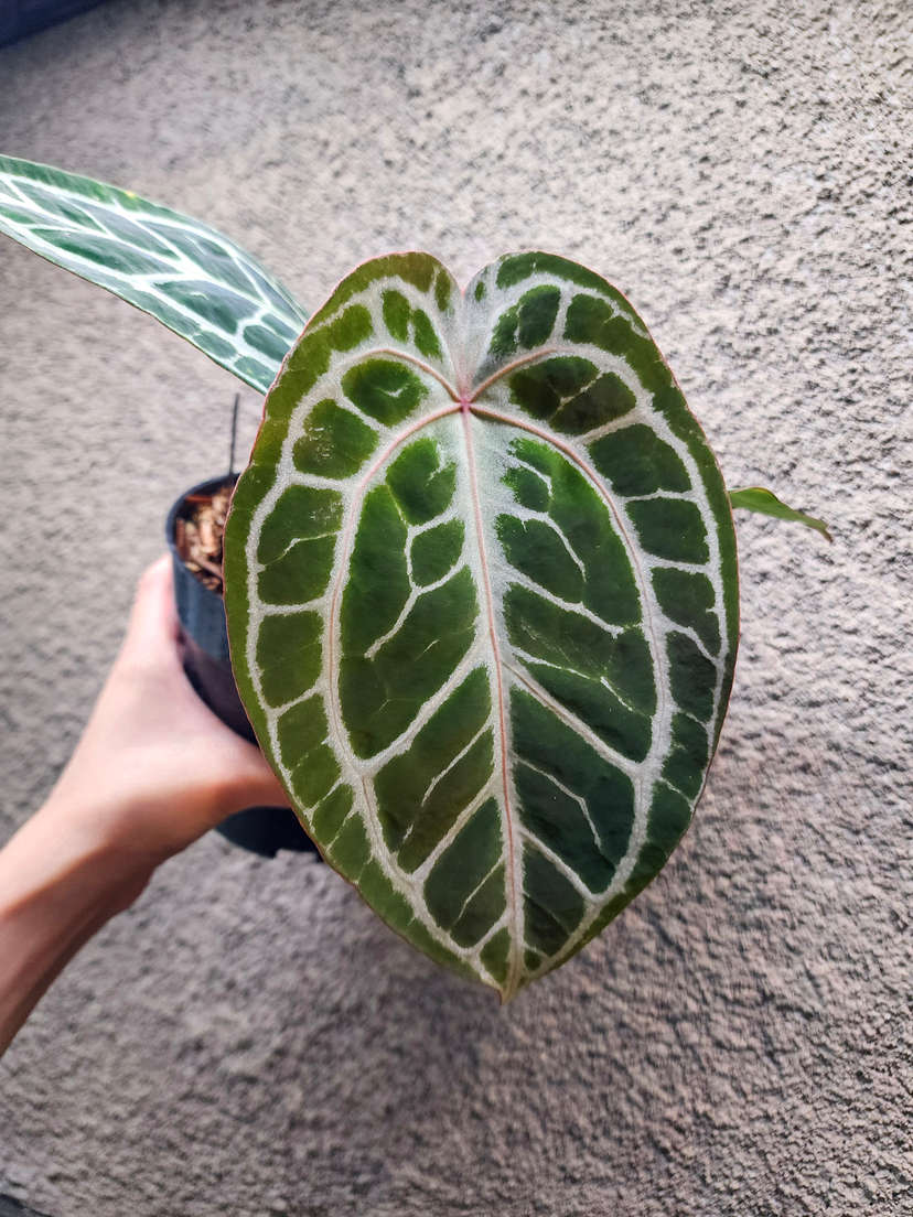 Anthurium Mojang Geulis Closed Sinus (Red Diamond)