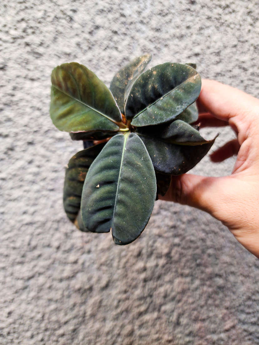 Labisia sp. Sarawak Dark Form