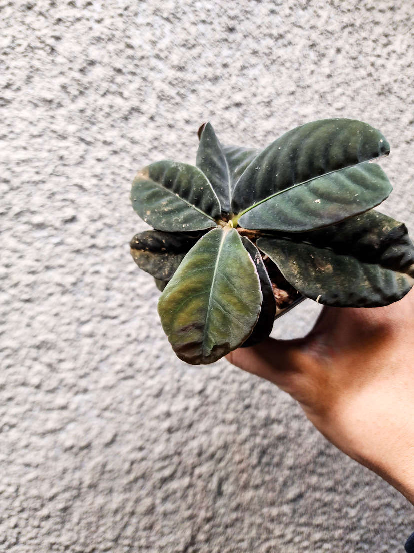 Labisia sp. Sarawak Dark Form