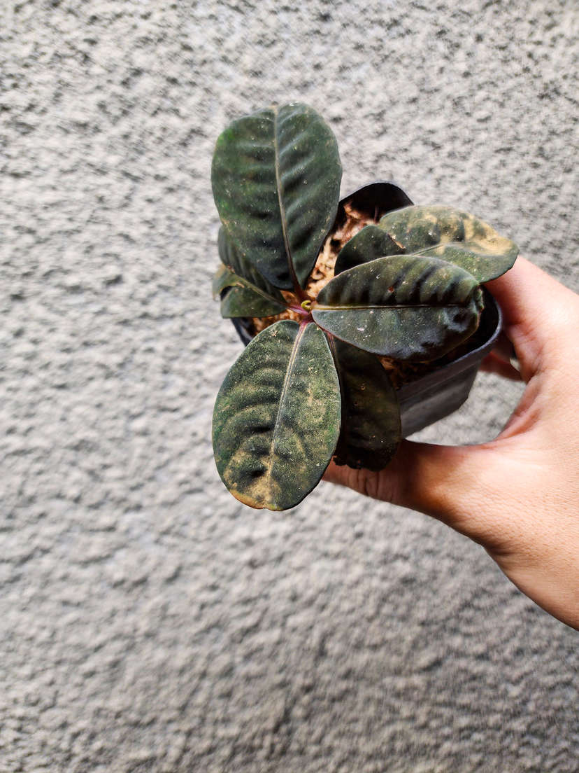 Labisia sp. Sarawak Dark Form