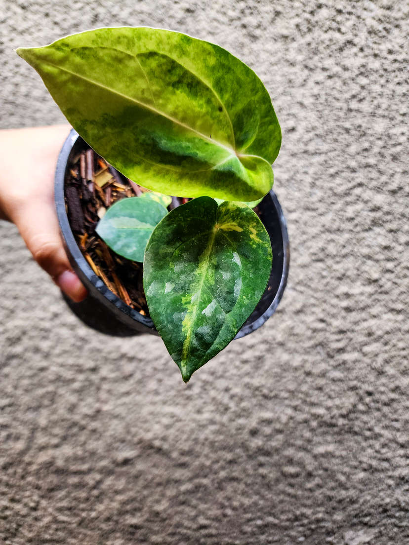 Anthurium Variegated Papillaminum 88 x Ace of Spades (SKG)