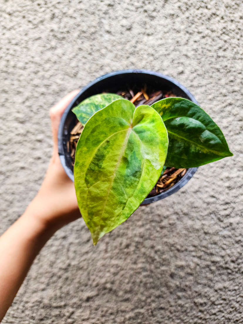 Anthurium Variegated Papillaminum 88 x Ace of Spades (SKG)