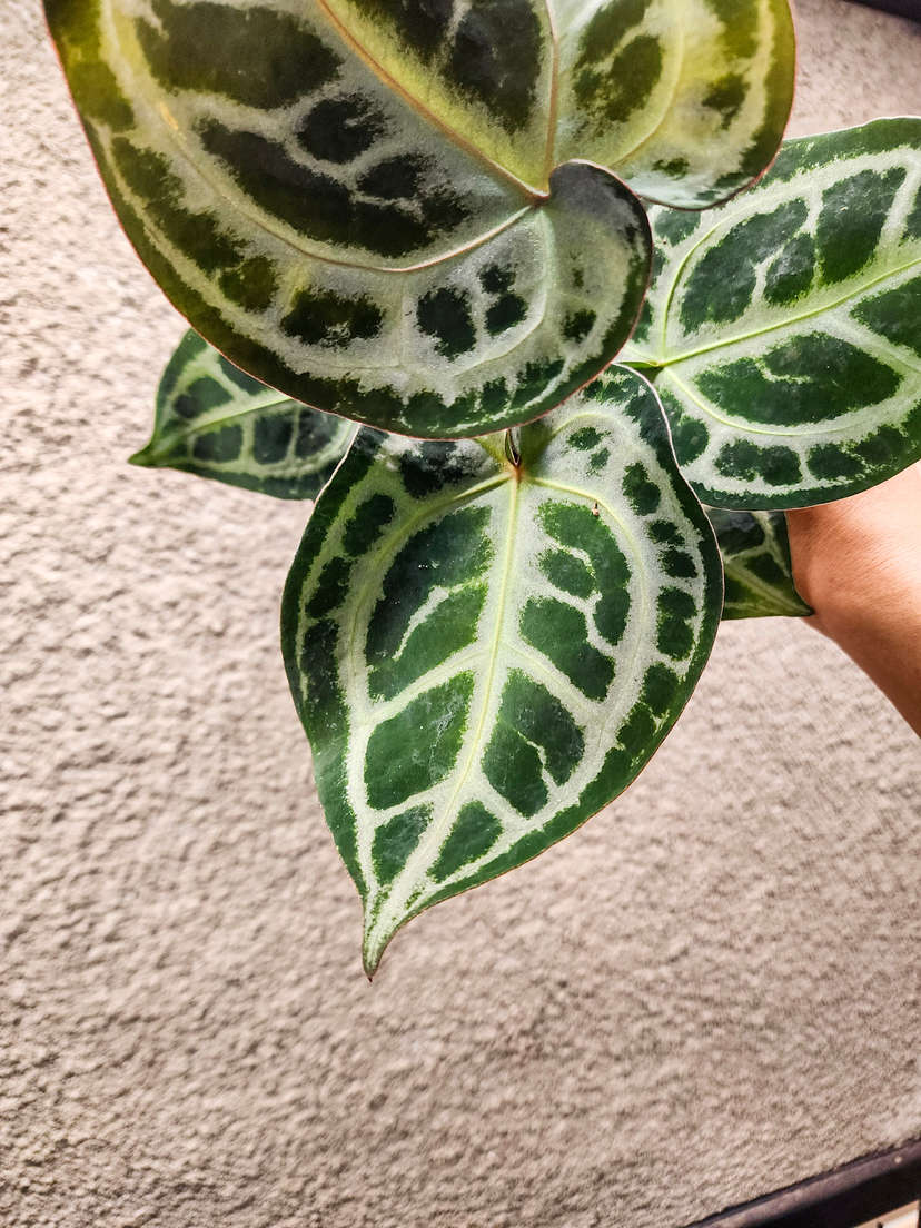 Anthurium Red Tiger x SKG Silver