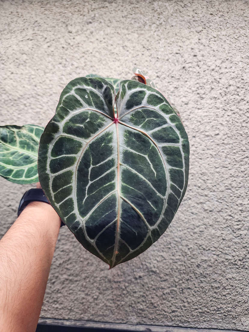 Anthurium Doc Block Red Crystallinum x NSE Red Crystallinum