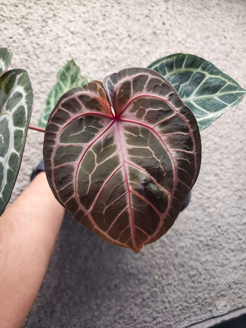 Anthurium Doc Block Red Crystallinum x NSE Red Crystallinum