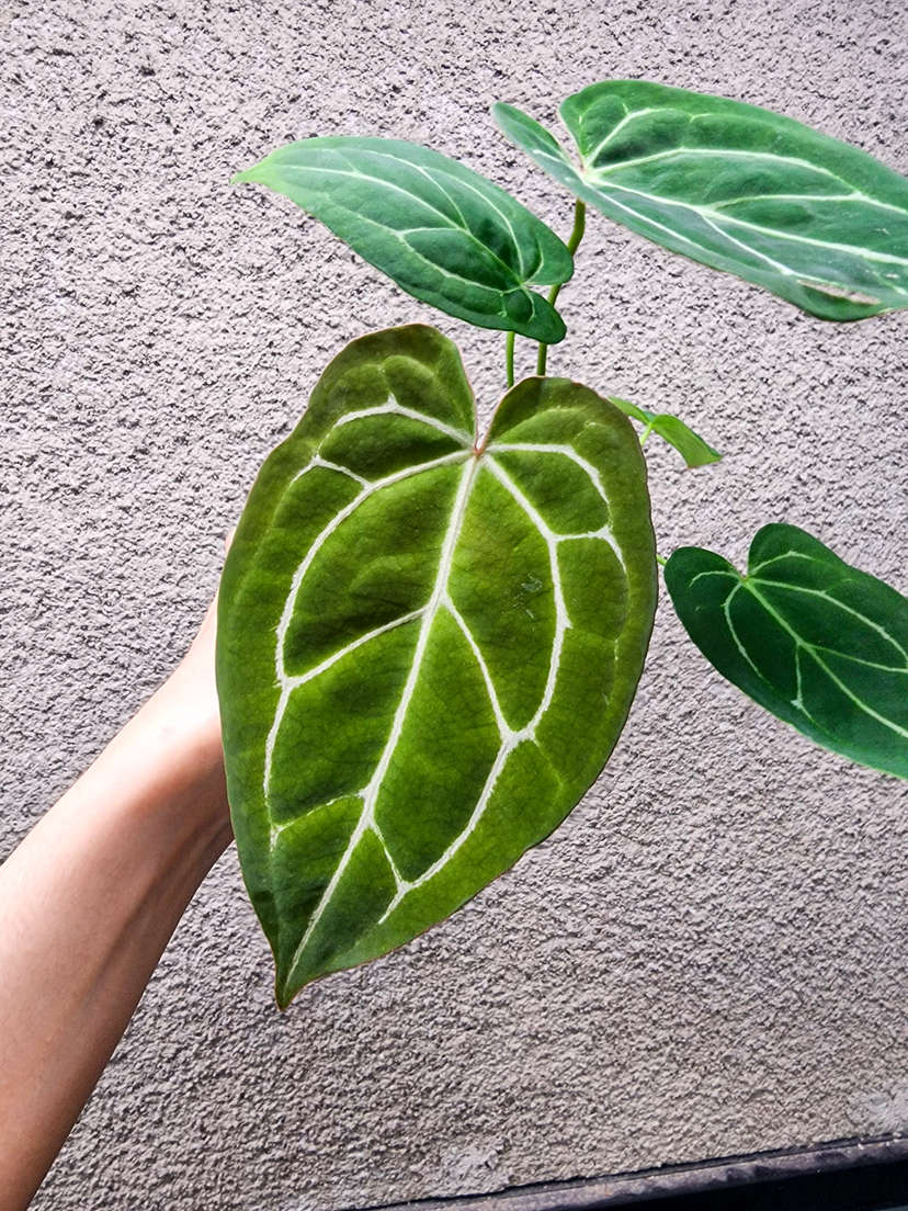 Anthurium Bigfoot x Red Spider