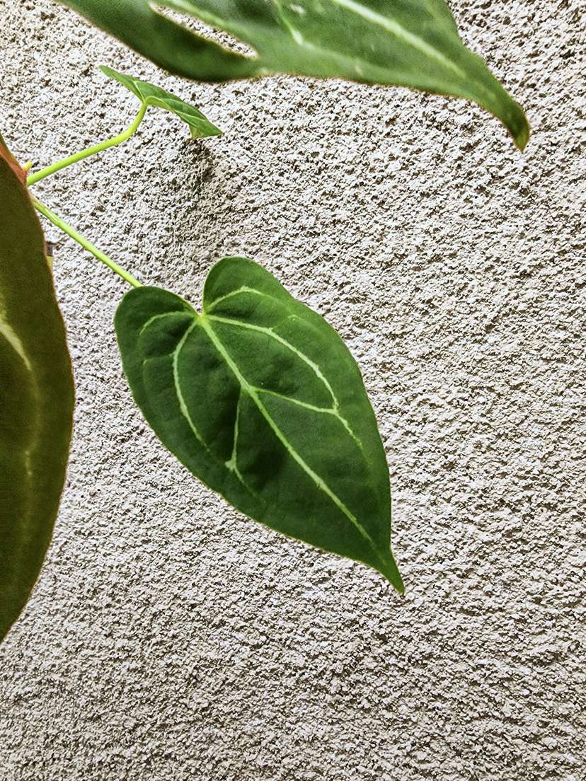 Anthurium Bigfoot x Red Spider