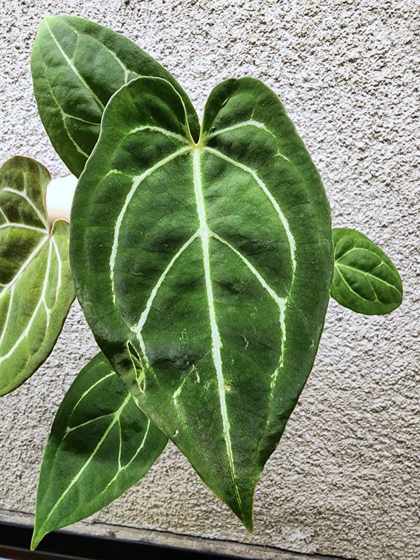 Anthurium Bigfoot x Red Spider