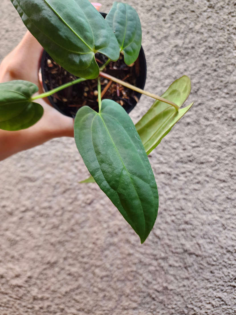 Anthurium RLFS x (Ace of Spades x BVEP)