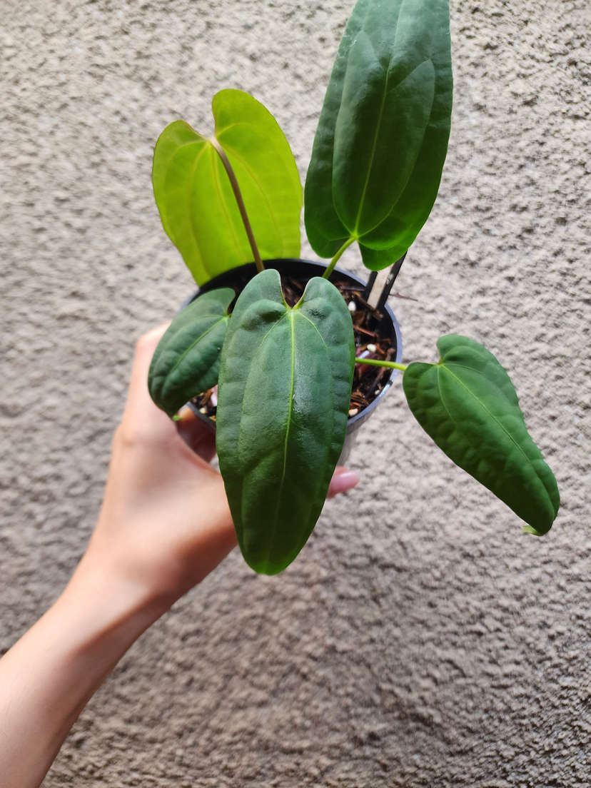 Anthurium RLFS x (Ace of Spades x BVEP)