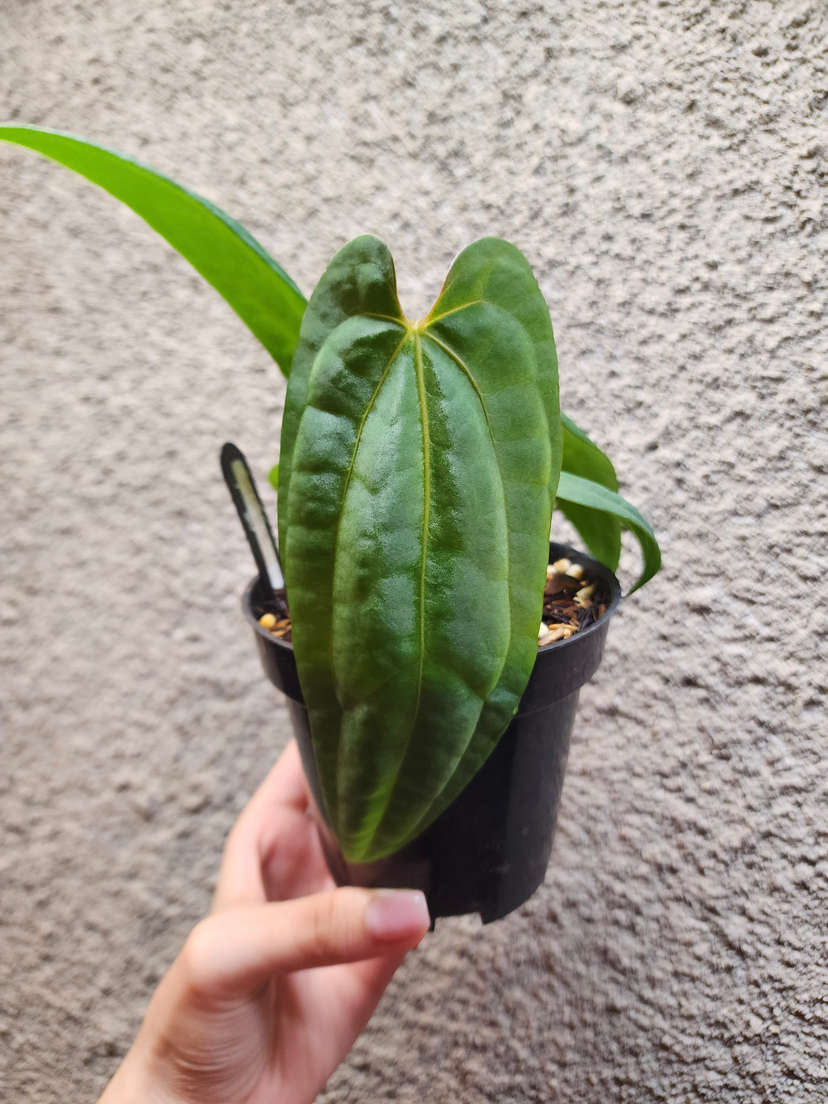 Anthurium RLFS x (Ace of Spades x BVEP)