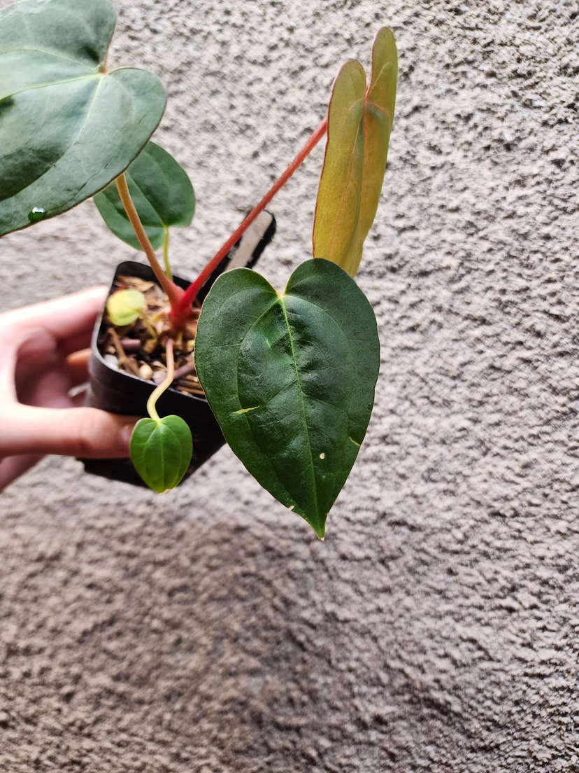 Anthurium Red Spider x Ace of Spades