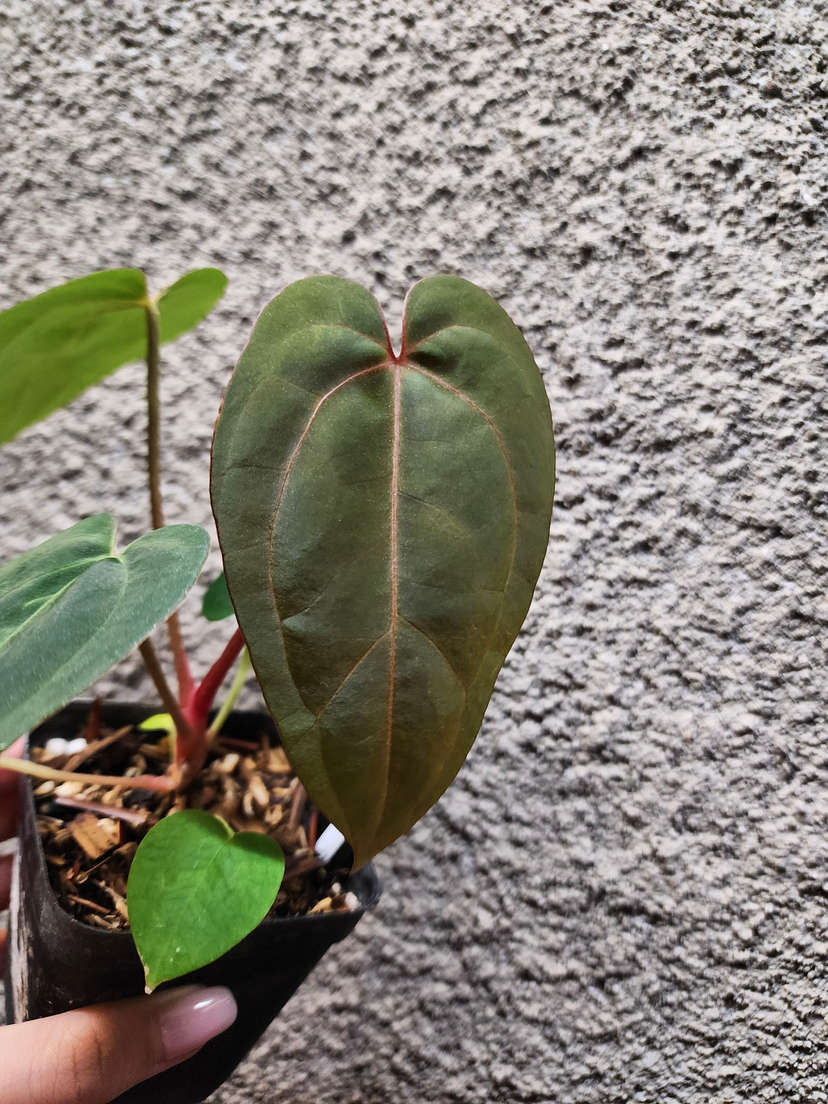Anthurium Red Spider x Ace of Spades