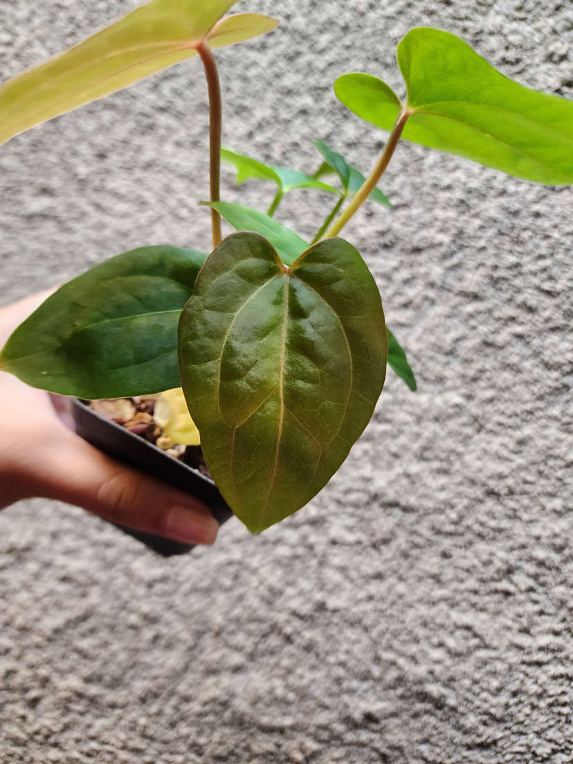Anthurium Red Spider x Ace of Spades