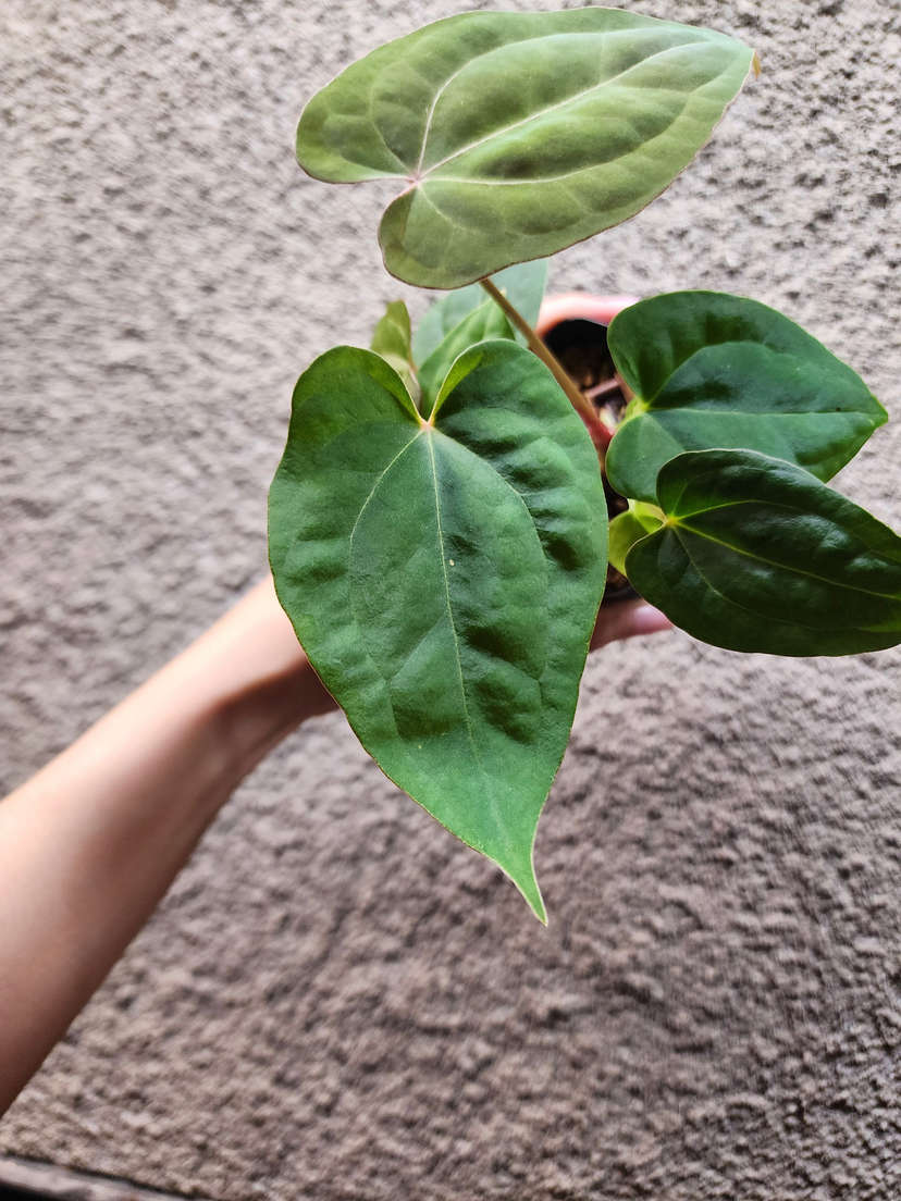Anthurium Red Spider x Ace of Spades