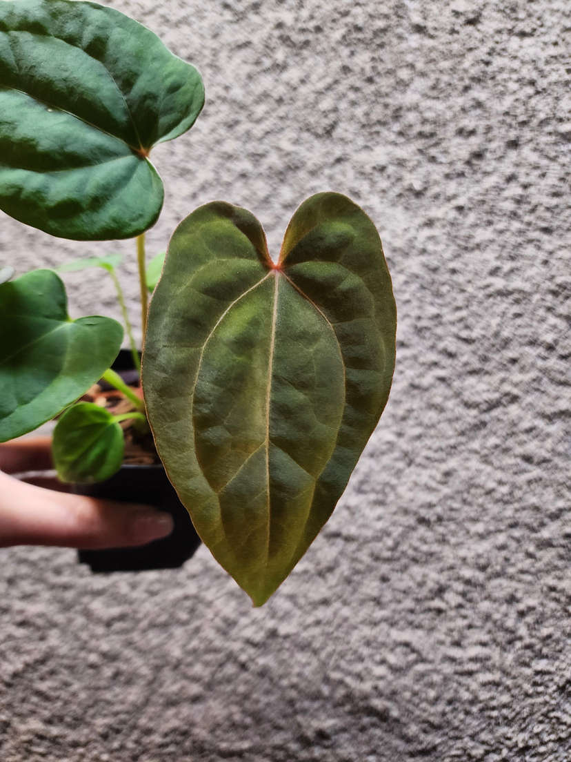 Anthurium Red Spider x Ace of Spades