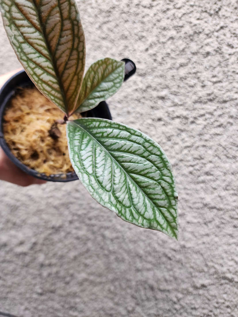 Labisia sp. Vietnam Corrugated Platinum