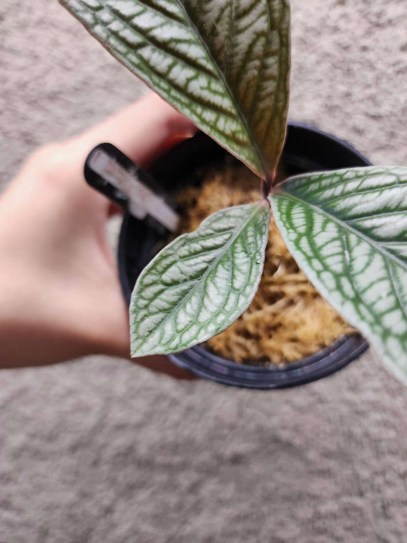 Labisia sp. Vietnam Corrugated Platinum