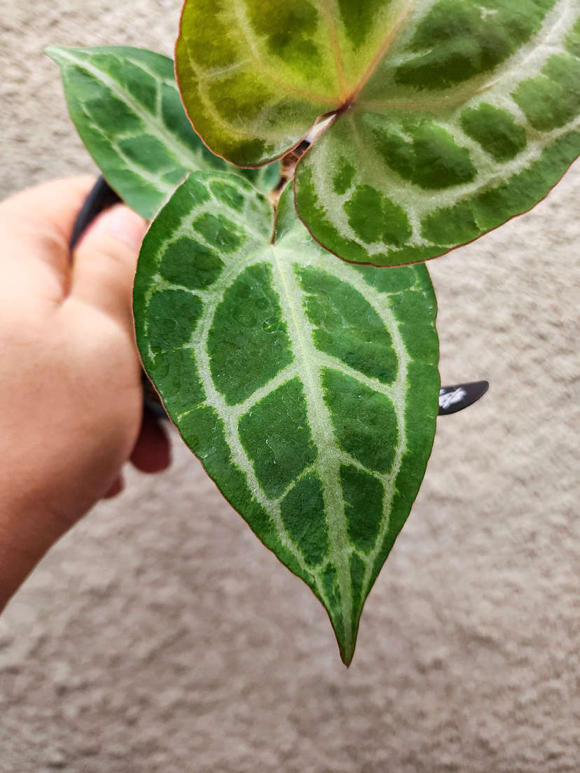 Anthurium (BVIT x Michelle) x HURC