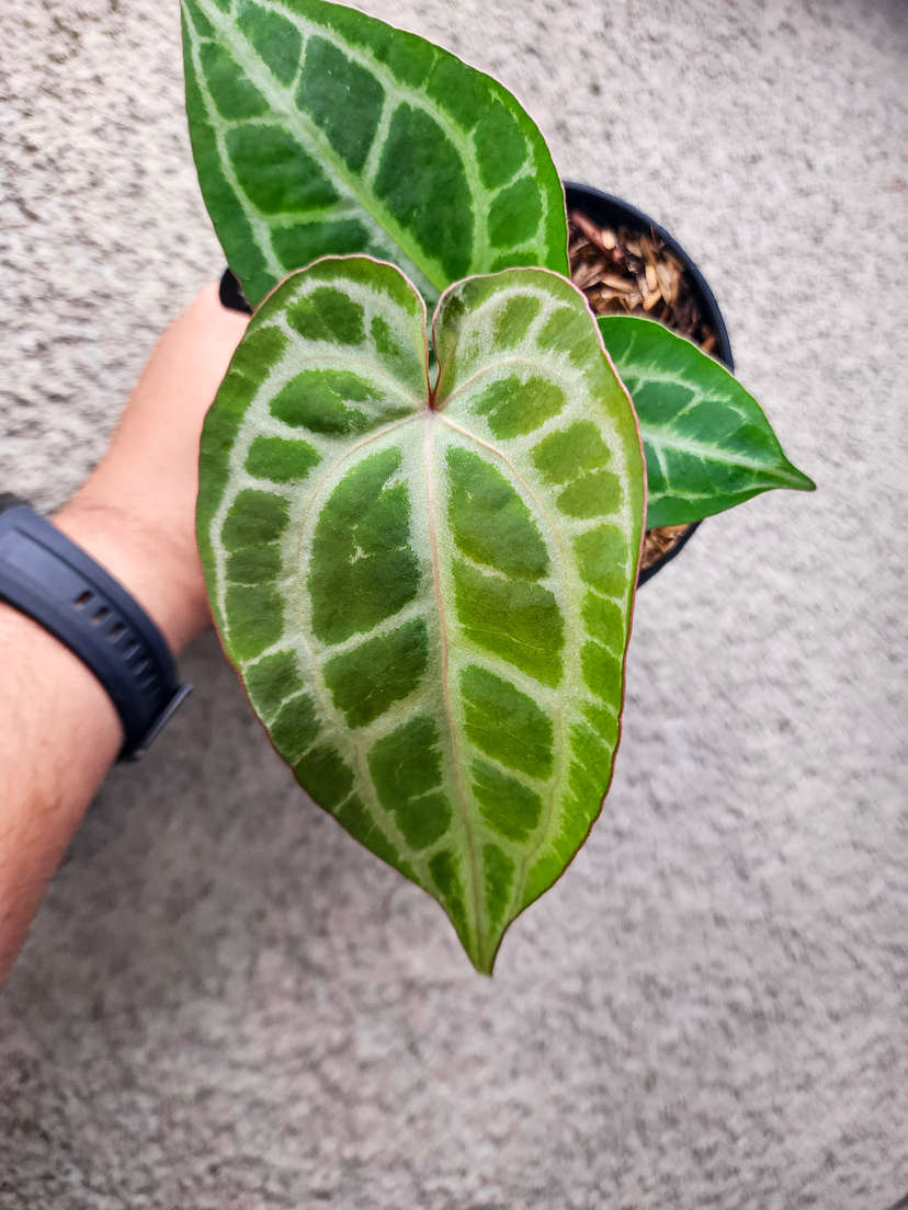 Anthurium (BVIT x Michelle) x HURC