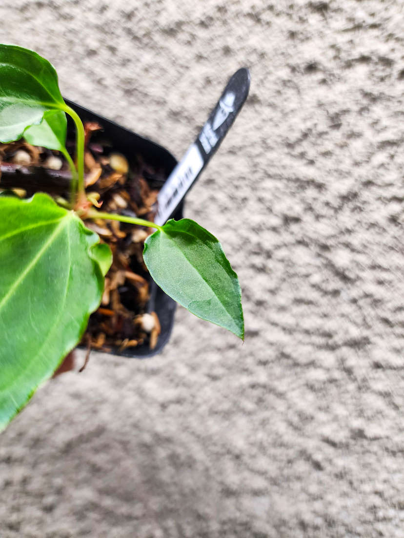 Anthurium Sp. Trilobe x (Muchlis x Portillae)