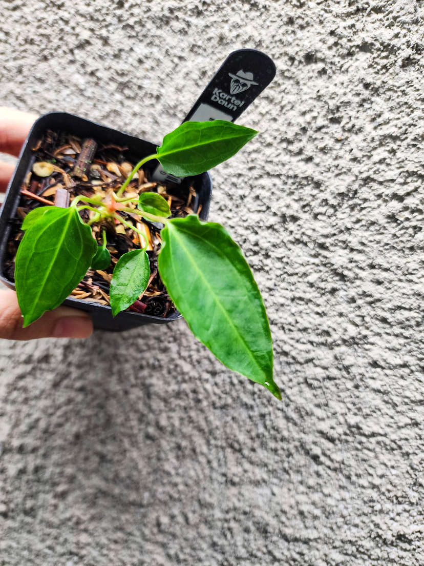 Anthurium Sp. Trilobe x (Muchlis x Portillae)