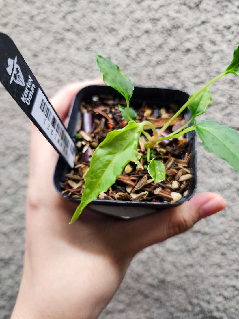 Anthurium Sp. Trilobe x (Muchlis x Portillae)
