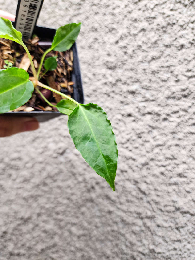 Anthurium Sp. Trilobe x (Muchlis x Portillae)
